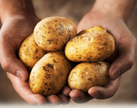 Australian man vows to eat Nothing but Potatoes for an Entire Year