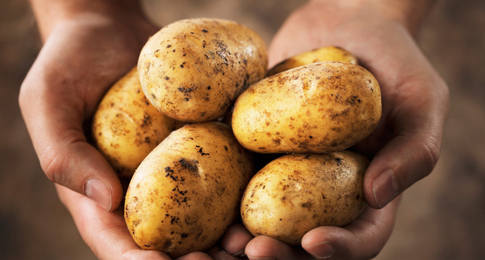 Australian man vows to eat Nothing but Potatoes for an Entire Year